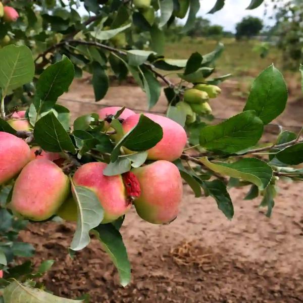 Apples